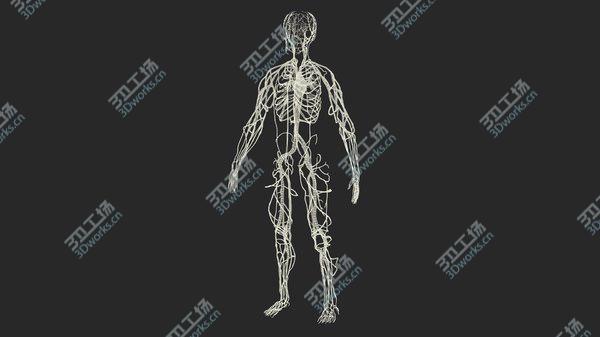 images/goods_img/20210312/Human Cardiovascular System Full Body model/4.jpg